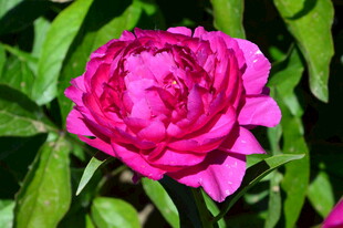 芍药花  