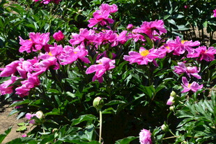 芍药花  