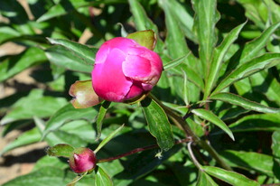 芍药花  