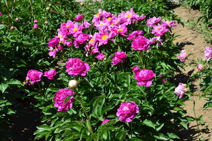 芍药花 