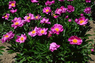 芍药花 