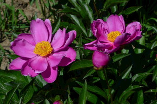 芍药花  