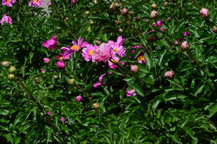 芍药花  