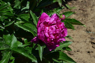 芍药花  
