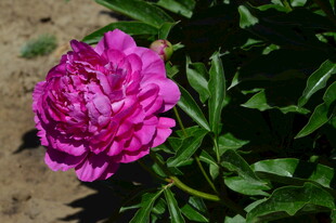 芍药花 