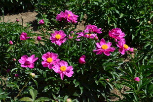芍药花 