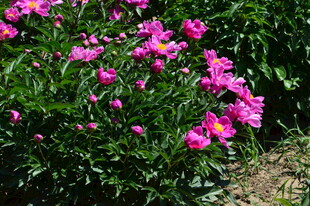 芍药花  