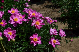 芍药花  