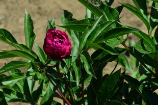 芍药花  