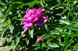 芍药花 