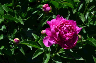 芍药花  