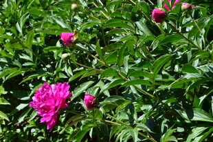 芍药花  