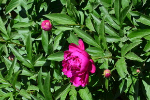 芍药花  