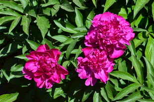 芍药花  
