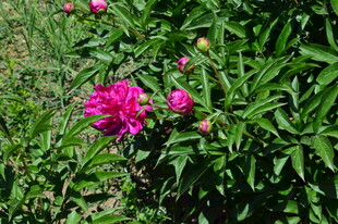 芍药花  