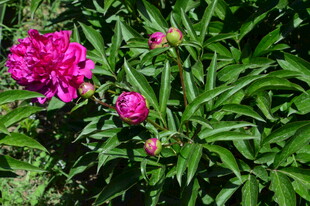 芍药花  