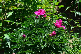 芍药花  