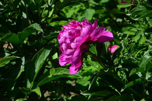 芍药花 