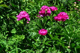 芍药花 