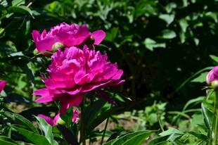 芍药花  