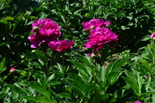 芍药花  