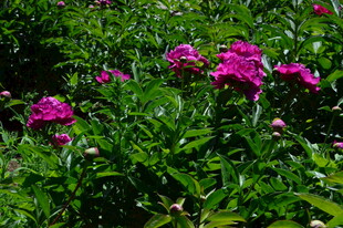 芍药花 