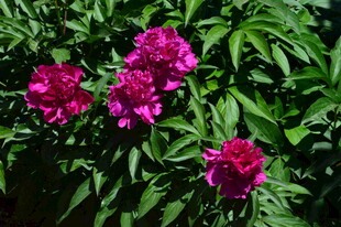 芍药花  