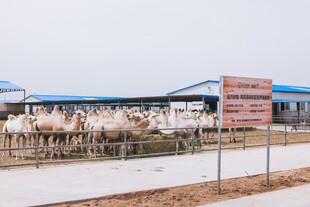骆驼养殖场场景