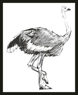 站立的鸵鸟黑白素描图