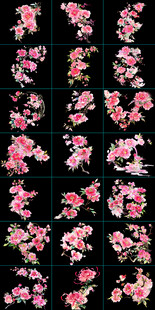 手绘牡丹花