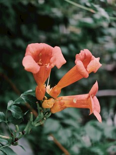 凌霄花