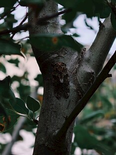 夏日树上的蝉
