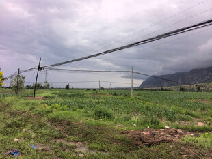 田野