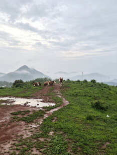 山间雨后泥泞小径与绿野