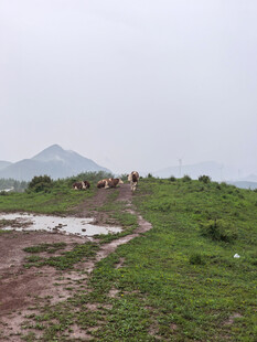 山间泥泞小道
