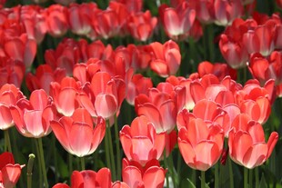 鲜艳红郁金香花海
