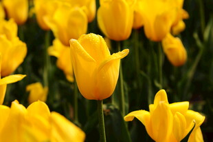 金黄郁金香花海