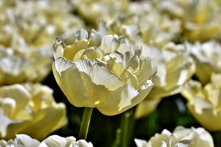 白色郁金香花海