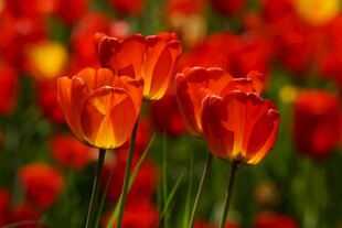 鲜艳红郁金香花海