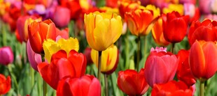 多彩郁金香花海