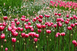 浪漫郁金香花海