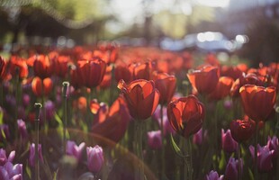 绚烂郁金香花海
