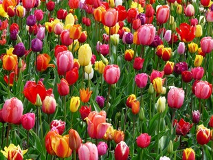 五彩斑斓的郁金香花海