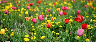 多彩郁金香花海