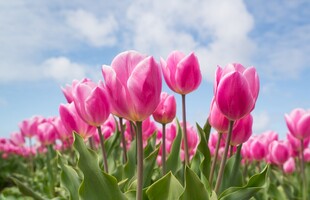粉色郁金香花海美景