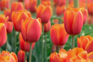绚烂橙红色郁金香花海