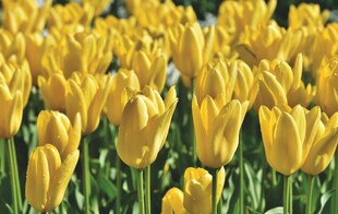 金黄郁金香花海