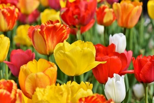 多彩郁金香花海