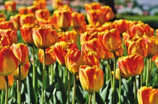 橙色郁金香花海