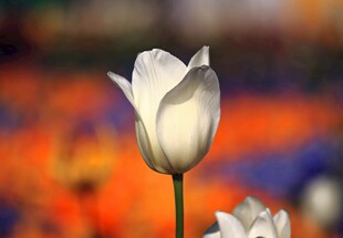 白色郁金香绽放于花丛